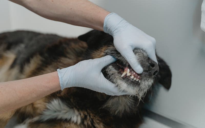 Kedi ve Köpeklerde Diş Taşı Temizliği