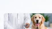 Kedi ve Köpek Aşı Takvimi: Hangi Aşı, Ne Zaman?