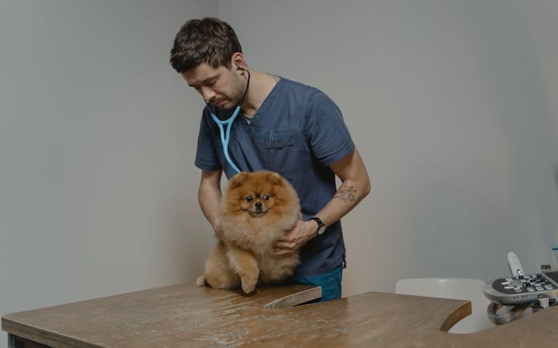 Köpek Kısırlaştırma Ameliyatı: Süreç, Faydaları ve Bakım Rehberi